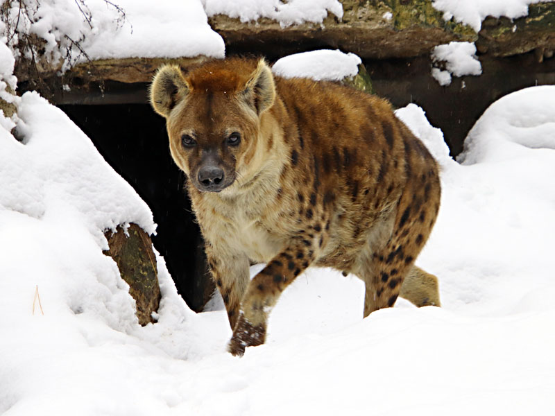 Hyena in snow at GarLyn Zoo